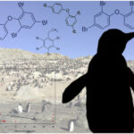 Per fluorinated Chemicals in Sediments, Lichens, and Seabirds from the Antarctic Peninsula — Environmental Assessment and Management Perspectives