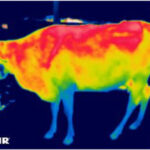 Non Invasive Estimating of Cattle Live Weight Using Thermal Imaging