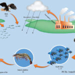 Ecological Risk and Distribution of Polychlorinated Biphenyls in Fish