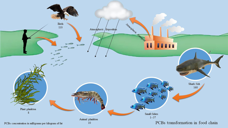 Ecological Risk and Distribution of Polychlorinated Biphenyls in Fish