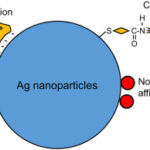 Noble Metal Nanoparticles Prepared by Metal Sputtering into Glycerol and their Grafting to Polymer Surface