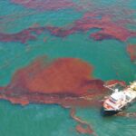 Impact of Oil Spills on Marine Life