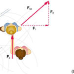 Forces in Two Dimensions