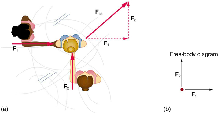 Forces in Two Dimensions