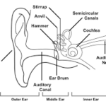 The Human Ear