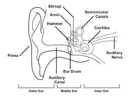 The Human Ear
