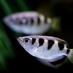 If I Were an Archer Fish