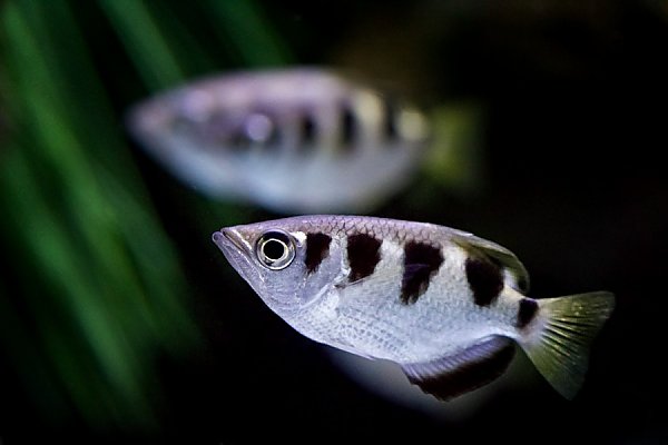 If I Were an Archer Fish