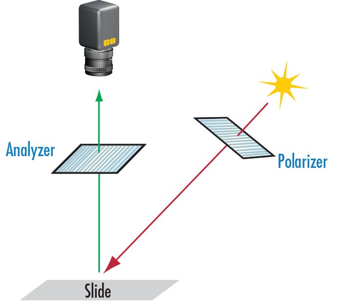 Polarization